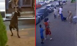 Tokat'ta tasmasız Doberman korku saldı!