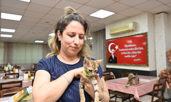 Balıkesir'deki yangın sonrası "Biber" kedi, ailesine döndü