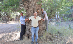 Sivas'ta o ağaca dokunmak yasak: Korkudan dokunamıyorlar!