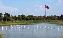 İzmir Güzelhisar Deltası hakkında bilgiler, nerede, nasıl gidilir?