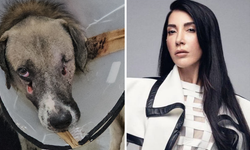 Silahla işkence edilen köpeği Hande Yener sahiplendi