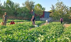 Afyonkarahisar'ın kornişon salatalığı Avrupa sofralarını süslüyor