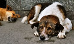 İngiltere'den Türkiye'ye sokak köpekleri için yardım seferberliği