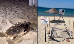 Caretta caretta yuvası, korumaya alındı