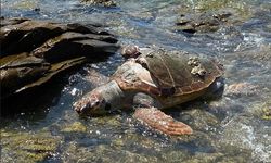 Milas sahilinde üzücü karşılaşma | Ölü caretta caretta bulundu