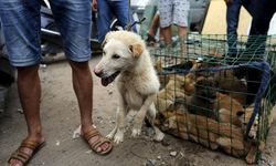 O ülkede köpek eti ticareti ve tüketimi yasağı resmen başladı!