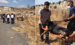 Fatih'te gerçekleşen köpek saldırısı ile ilgili "Olay özel mülkte gerçekleşti"