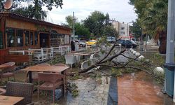 Sağanak ve kuvvetli rüzgârda ağaçlar devrildi, çatılar uçtu