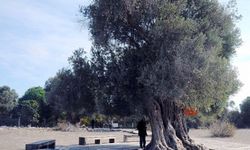 İzmir Teos Antik Zeytin Ağacı hakkında bilgiler, nerede, nasıl gidilir?