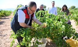 Bekilli'nin bağlarında üzüm hasadı başladı