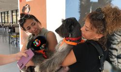 Yangından kurtarılan köpekler için İzmir'de büyük buluşma