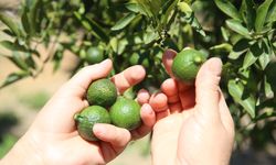 Mis kokulu yeşil mandalinada erken hasat