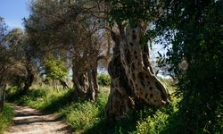 İzmir Zeytin Yolu hakkında bilgiler, nerede, nasıl gidilir?