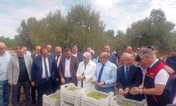 Ayvalık’ta 400 bin ton rekolte zeytin bekleniyor!