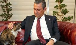 CHP'nin sembol ismi kedi Şero'ya veda töreni