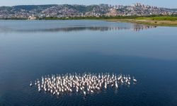 Proje meyvesini verdi: Flamingo popülasyonu arttı