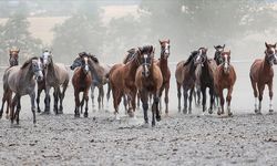 Resmi Gazete | TİGEM Karacabey'den 15 safkan Arap tayı satışı