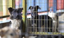 Sokak köpekleri yeni yasanın ardından Avrupa’da yuva buluyor!