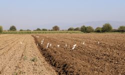 Aydın’da su kuşları, çiftçilerin doğal yoldaşı oldu