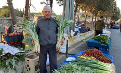 Enginar Aydın pazarlarında yerini aldı