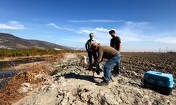 Kuşadası’nda yavru leylek yeniden doğaya salındı