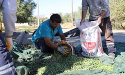 Turgutlu Belediyesi’nden geleneksel zeytin hasadı