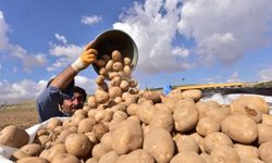 Türkiye’nin patates ihtiyacının yüzde 4'ü bu bölgeden karşılanıyor