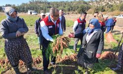 Denizli'nin havuç üretiminde yeni dönem