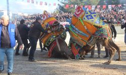 Bayramiç'te geleneksel deve güreşleri büyük ilgi gördü