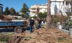 Didim’de ağaçlara kış bakımları yapıldı