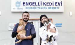 Konak’ta engelli kedilere ömürlük yuva aranıyor