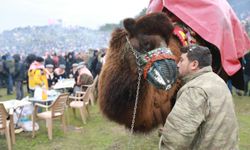 43. Efes Selçuk Deve Güreşleri Festivali başlıyor