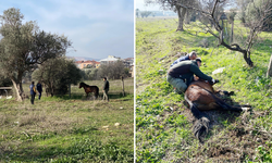 Kemalpaşa'da yaralı yılkı atı tedavi edildi