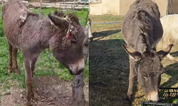 Ağaca bağlanıp ölüme terk edilmişti: 'Kadife' yeniden sağlığına kavuştu