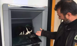 Doğu şehri eksi 7'yi gördü; üşüyen kedi ATM'ye sığındı