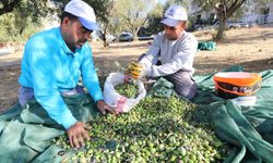 Turgutlu Belediyesi’nden ihtiyaç sahipleri için zeytinyağı üretimi