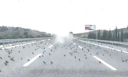 İstanbul-İzmir Otoyolu'nda şoke eden manzara! Binlerce kuş yolu kapattı