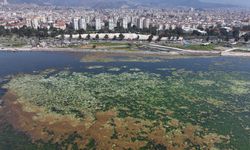 İzmir Körfezi’nde deniz marulu artışı gözlemlendi