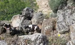 Aydın’da kaybolan büyükbaş hayvanlar drone ile bulundu