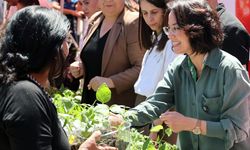 Menteşe Belediyesi’nden 60 bin ata tohumu fidesi