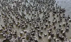 İzmir’in göz bebeği Gediz Deltası’nda binlerce allı turna doğdu!