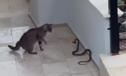 Kedi ile yılan arasındaki ilginç anlar kamerada: Kedi kovaladı, yılan kaçtı