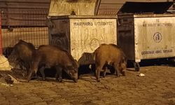 Marmaris’te domuz sürüleri şehri ele geçirdi