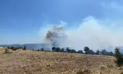 SON DAKİKA: Çanakkale'de orman yangını