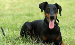 İzmir’de köpeği öldüren polise ceza çıkmadı!