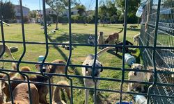 Yangınlar ilk hayvanları vuruyor: Ödemiş’te 155 kedi ve köpek tahliye edildi