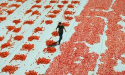 Türkiye'nin oscar adayı filmi belli oldu