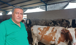 Süt üreticisi zarar ediyor, kriz büyüyor