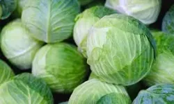 Tanesi 100 lirada satılıyor... Mide ve kansere karşı etkili! Lahana hasadı başladı