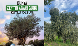 Başkan özel zeytin ağacı geçmişin mirası geleceğin bereketidir